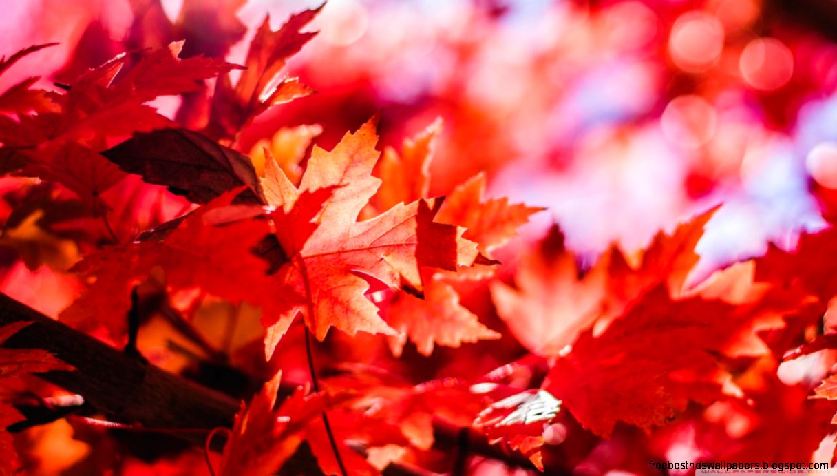 Red Foliage Fall HD desktop wallpaper Widescreen High Red Foliage Fall HD desktop wallpaper Widescreen High