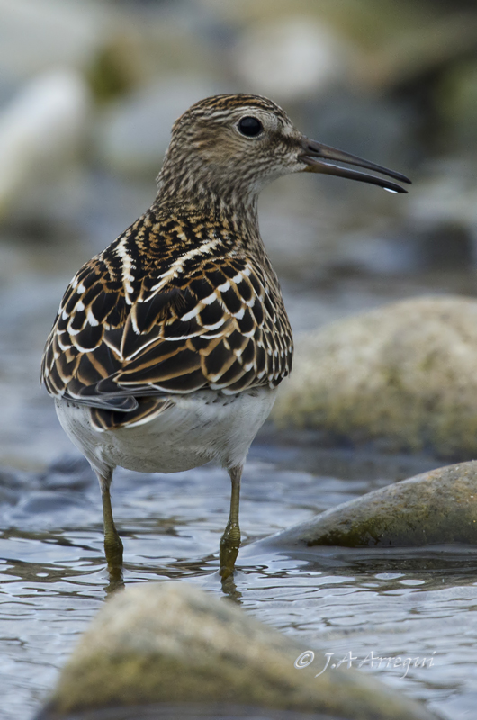 Correlimos pectoral, Calidris melanotos, Pectoral Sandpiper Correlimos pectoral, Calidris melanotos, Pectoral Sandpiper