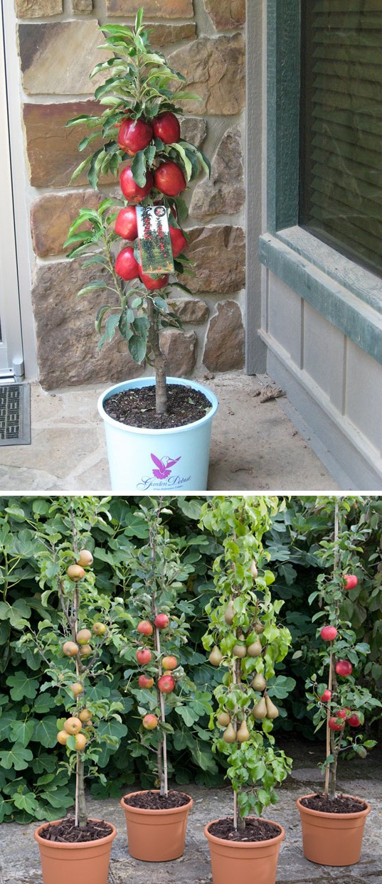 How To Grow Columnar Apple Trees Vertically