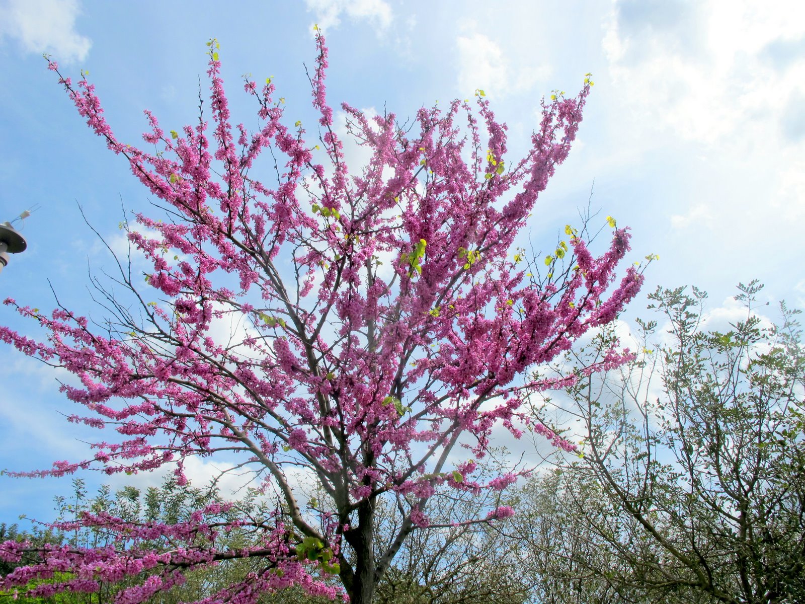 FLORA NEL SALENTO e.. anche altrove Cercis siliquastrum L. Fabaceae