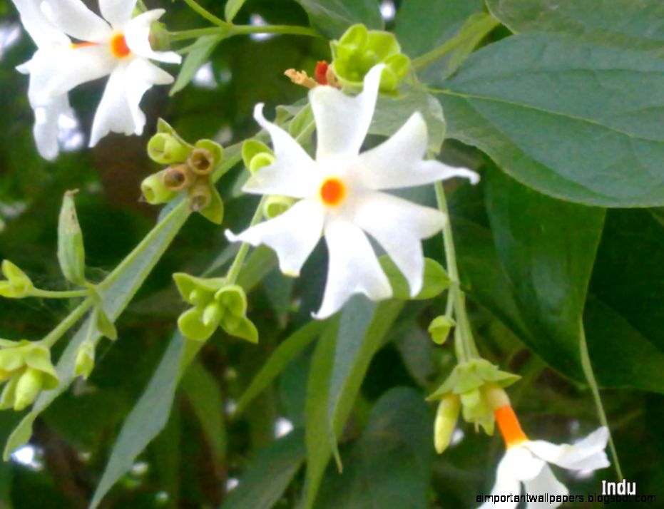 Nyctanthes arbor tristis Night flowering Jasmine Flickr Nyctanthes arbor tristis Night flowering Jasmine Flickr