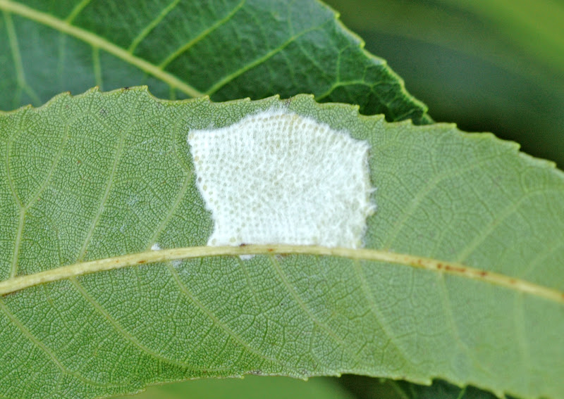 The Citrus Guy A Tangled ........