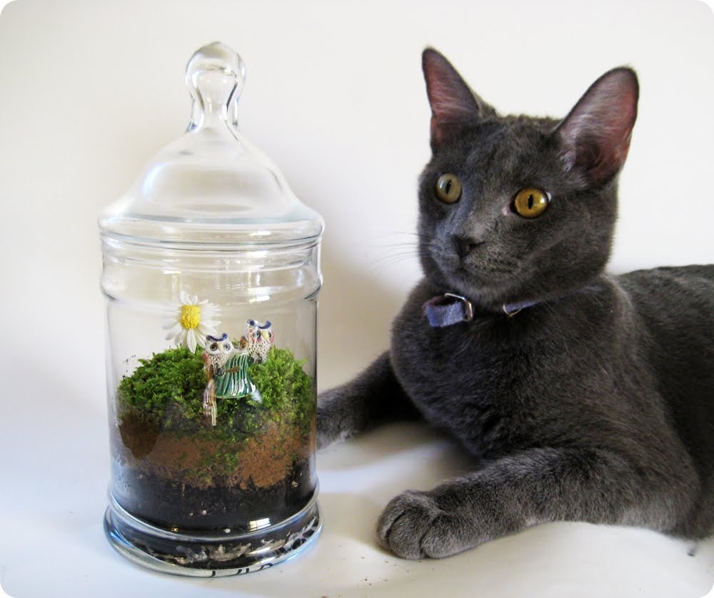 Moss+Terrarium+021.JPG