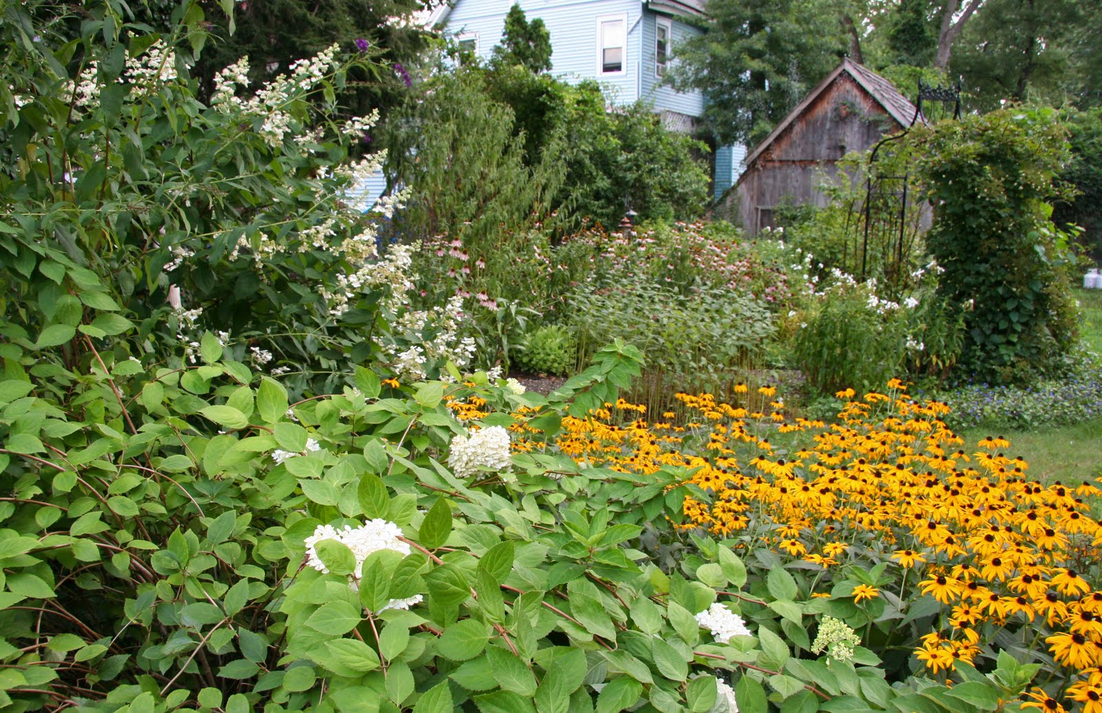 Daffodils & Daydreams My Garden In August