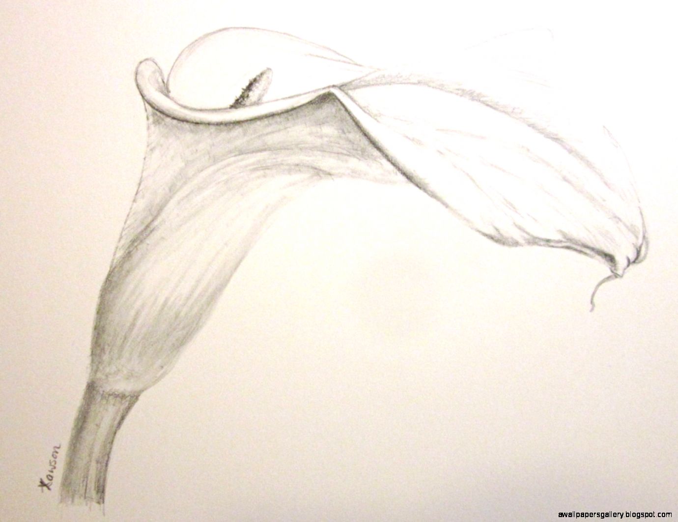 Lily flower drawing original pencil drawing by AnneLawsonArt Lily flower drawing original pencil drawing by AnneLawsonArt