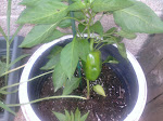 Thyme's Sweet Pepper