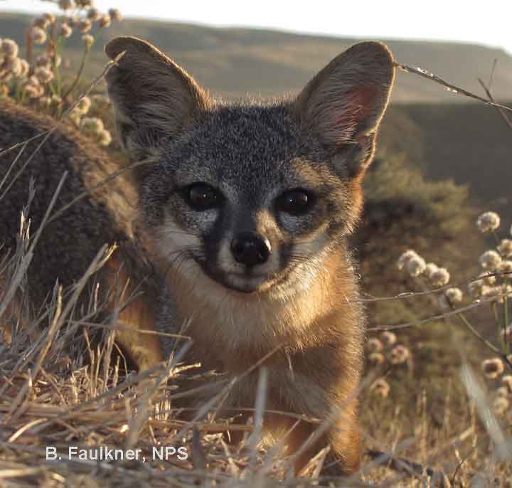 Friends of the Island Fox Support for Channel Island Fox Conservation