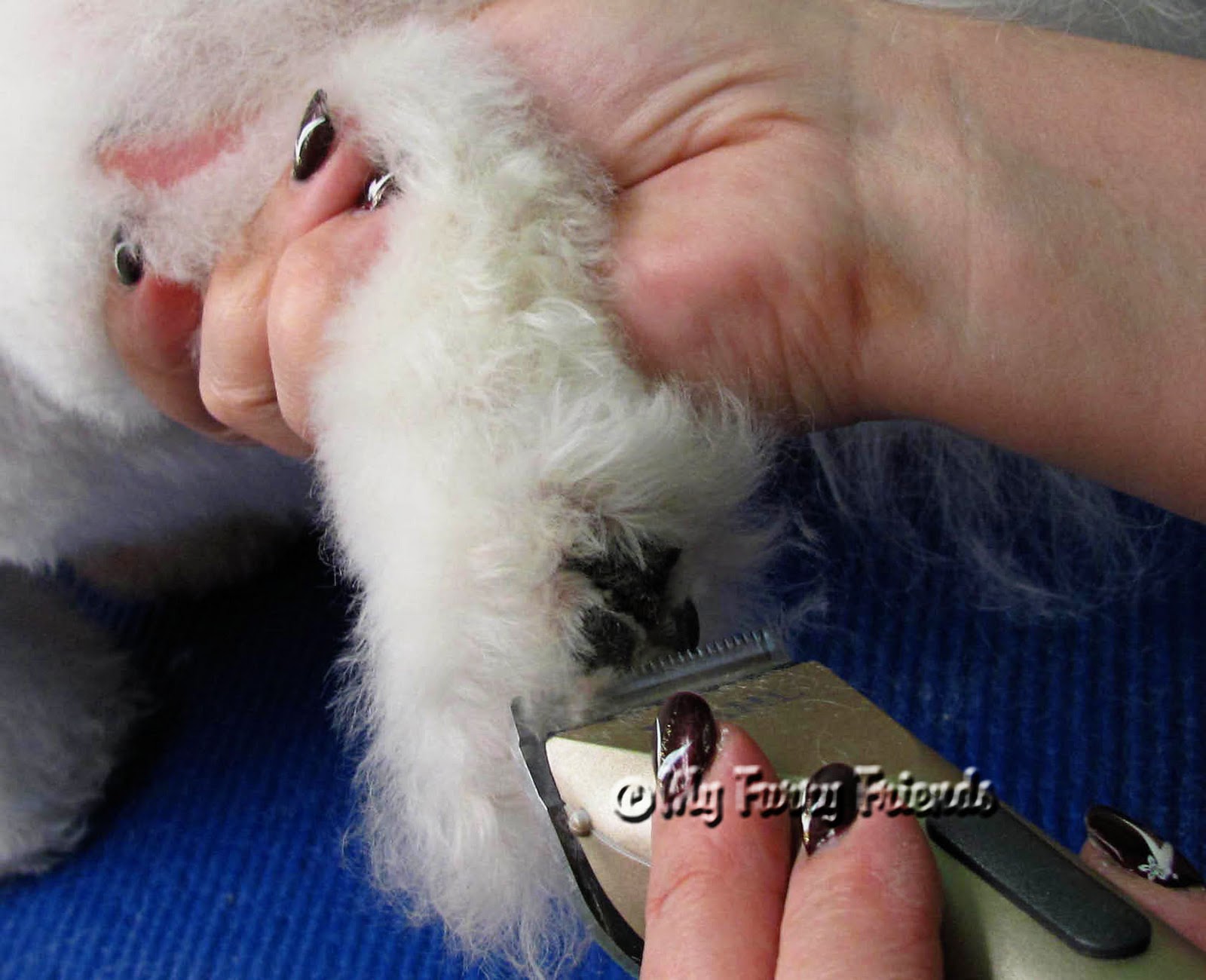 Pet Grooming The Good, The Bad, & The Furry Neat Round Feet