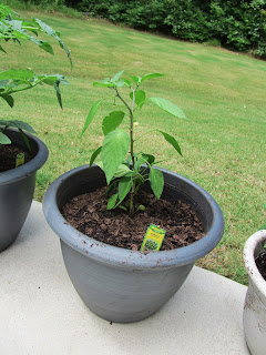 Gardening with Bobbins of Basil | bobbinsofbasil.blogspot.com