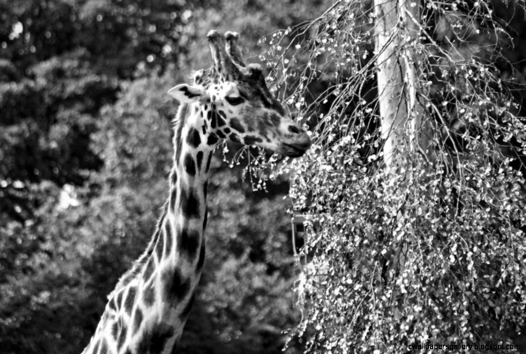 Black and White Giraffe Black and White Giraffe