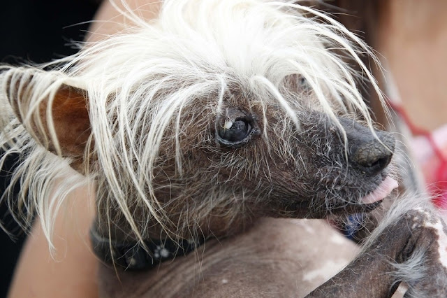 18 photos from 24th annual World's Ugliest Dog Contest, mugly, ugly dogs, world's ugliest dog, ugly dog pictures
