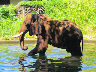 Olifant Colombo Zoo 