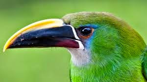 Aves de El Salvador