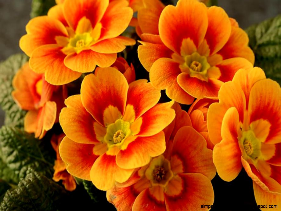 Beauty Orange Flower HD Image 1024x768 for Gadget Background Beauty Orange Flower HD Image 1024x768 for Gadget Background