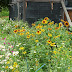 Garden Edging Tips - Garden Edging Ideas