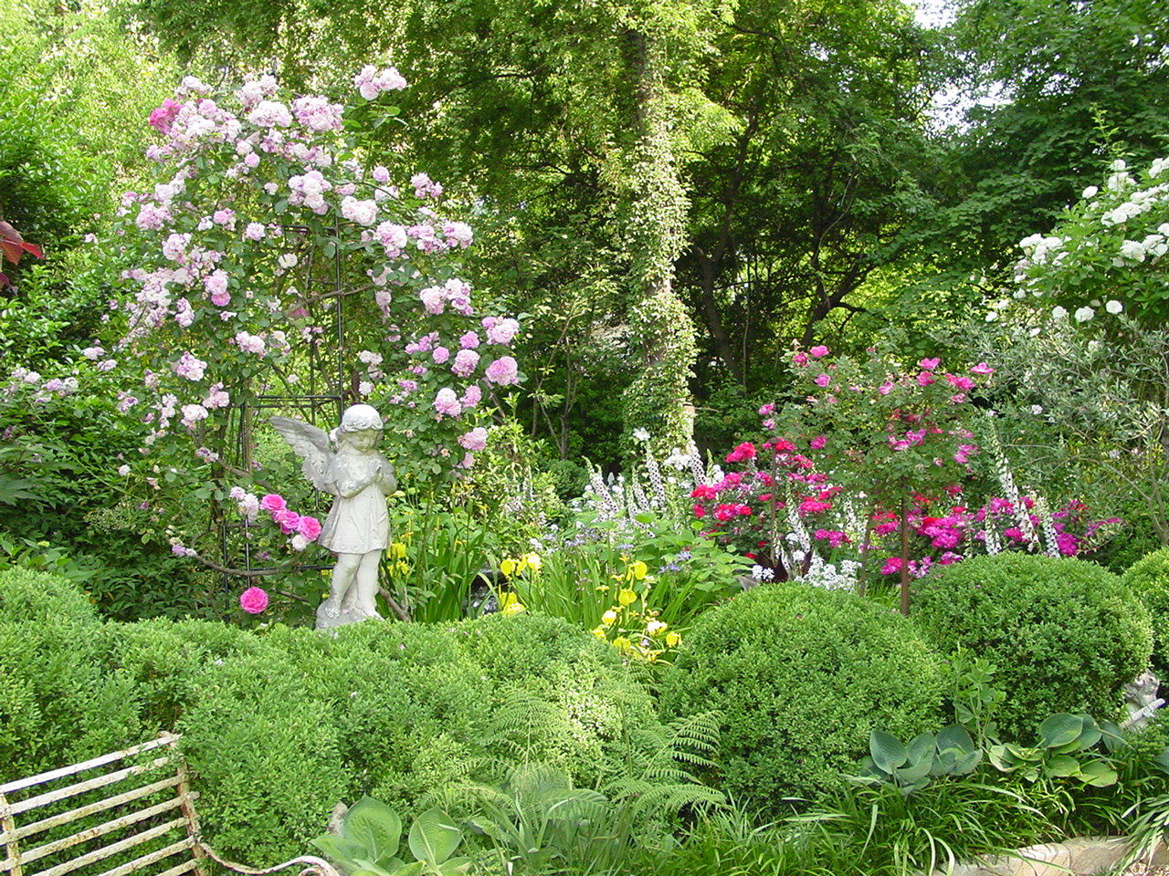 Mucknmire Deciduous Azaleas Mountain Azaleas Exbury Hybrids