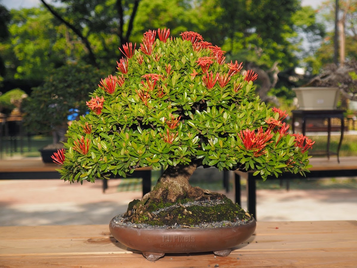 Philippinewide Philippine Bonsai Society 2015 Show and Competition