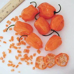 Habanero Pepper (Orange)