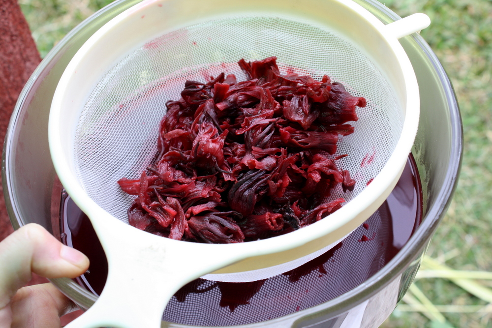 Jennifer Murch rosa de jamaica tea