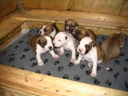 dogo argentino kopek yavrulari nasil egitilmeli