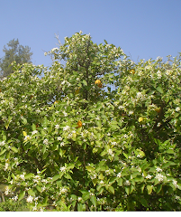 Naranjo en flor