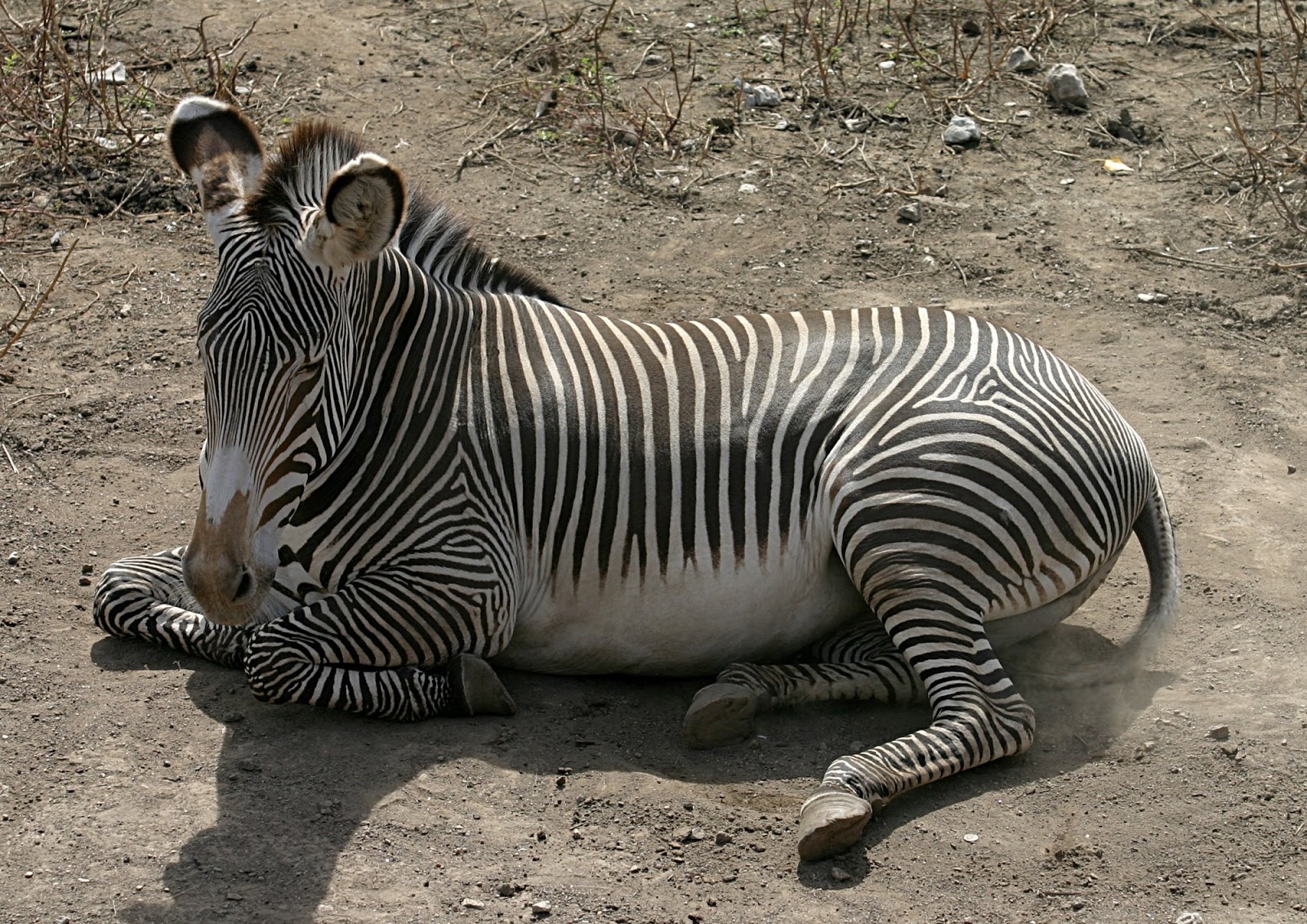 Grevy's Zebra Animals World