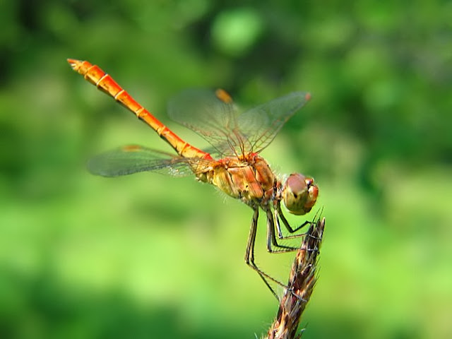 amazing dragonfly insect dragonfly facts images amazing dragonfly insect dragonfly facts images
