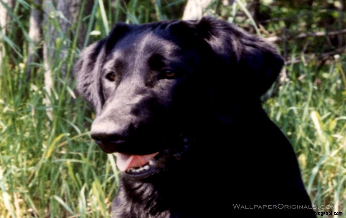 Black Lab Dogs Wallpaper 13985100 Fanpop Black Lab Dogs Wallpaper 13985100 Fanpop
