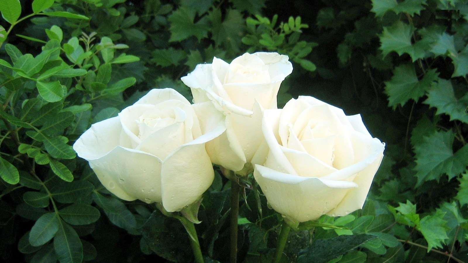 White Rose Flowers Wallpapers - Entertainment Only
