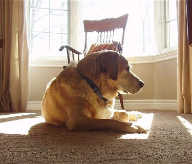 Labrador Dog HD Wallpaper Free Download | All About Dogs