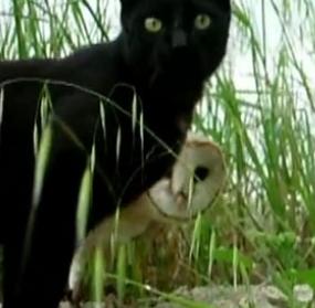 Save Our Cats Cat And Owl Playing Are Youtube S Weirdest Friends
