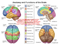 Brain Function Diagram Brain Function Diagram