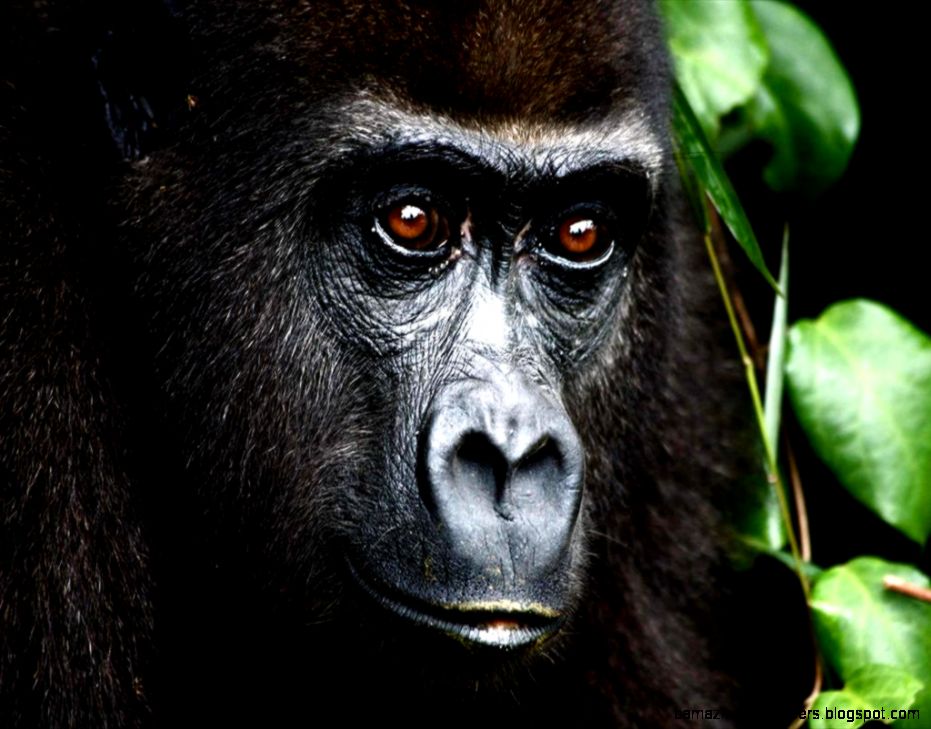 gorrilaamazonendangered gorrilaamazonendangered