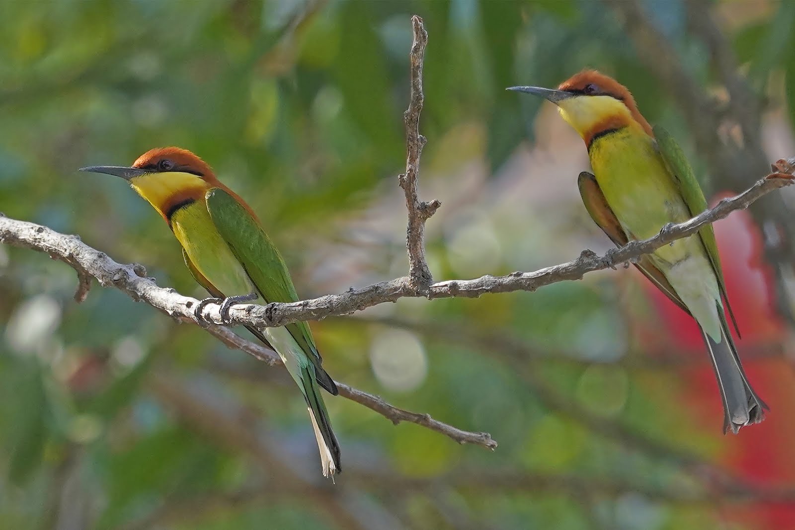 マレーシアの野鳥（BIRDS of MALAYSIA)