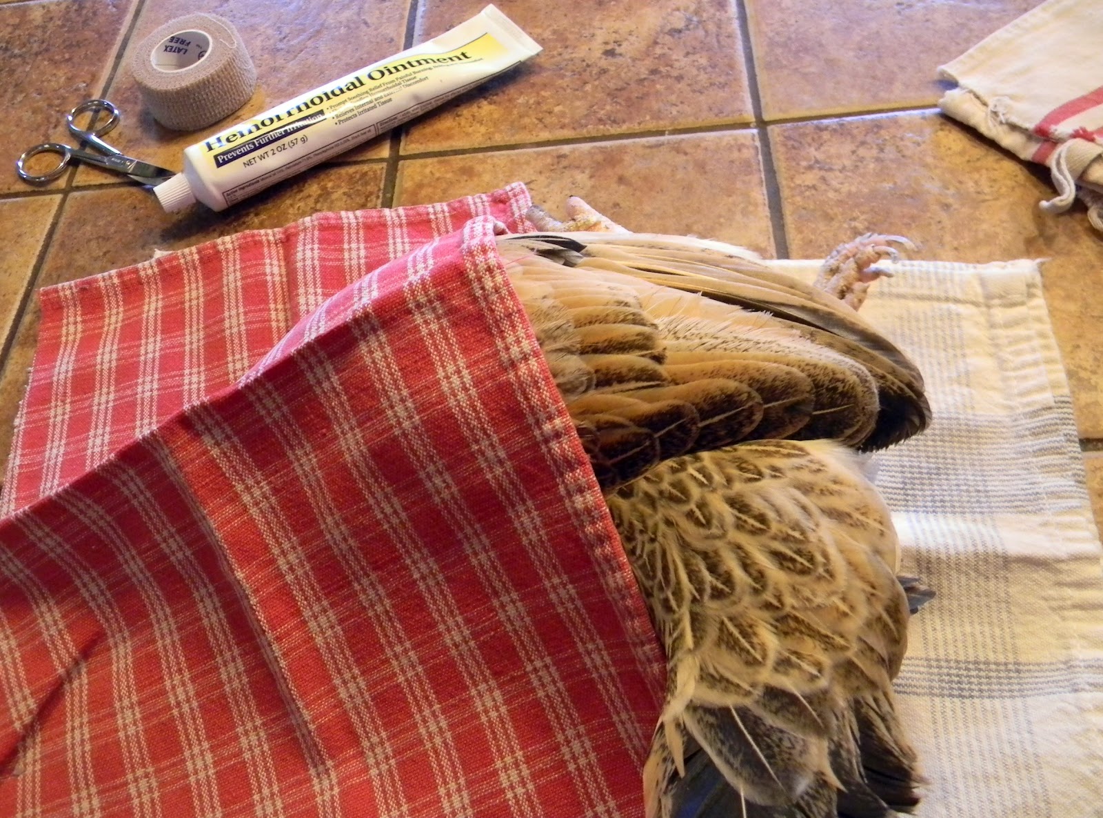 Tales from the Coop Keeper The Chicken Doctor is In