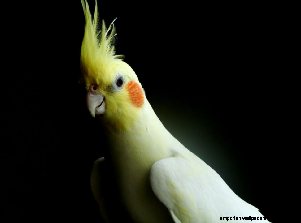 Cockatiel Wallpapers Cockatiel Wallpapers