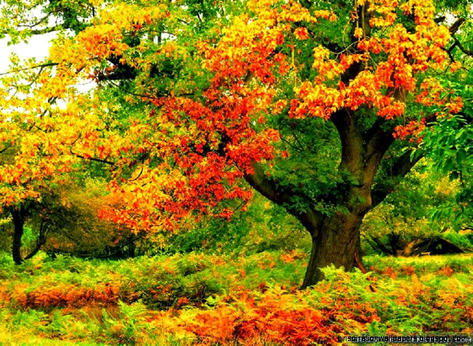 Skew Tree Forest HD Image 1024x768 for Gadget Background 62145 Skew Tree Forest HD Image 1024x768 for Gadget Background 62145