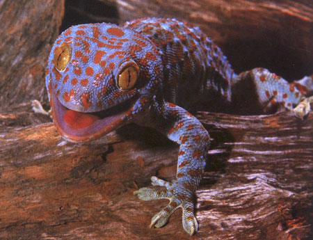 Gecko | Wildlife | The Wildlife