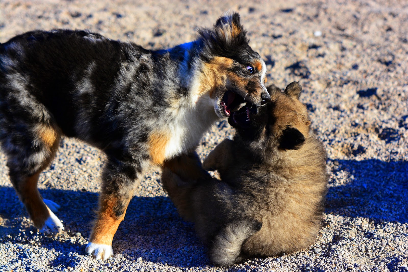 rencontre chien marseille