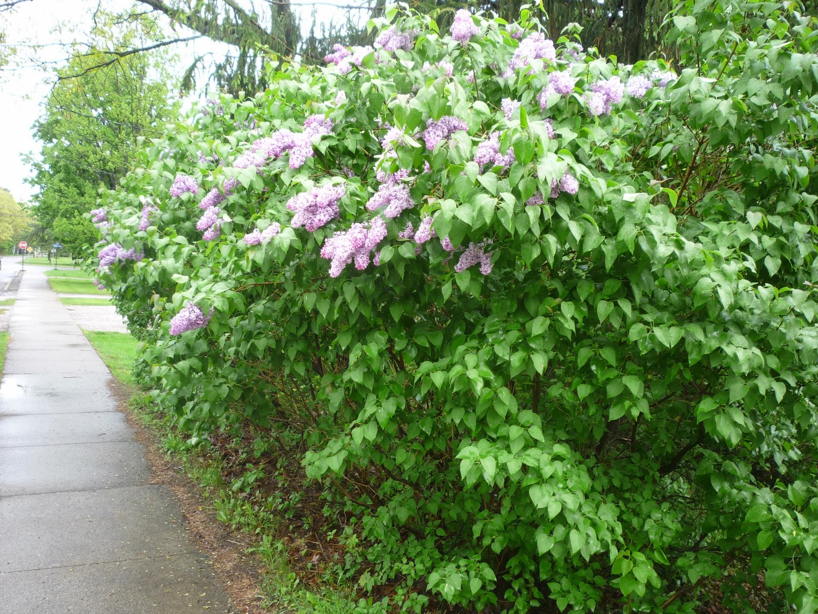 Lilacs on Memorial weekend. South Burlington, Vermont South