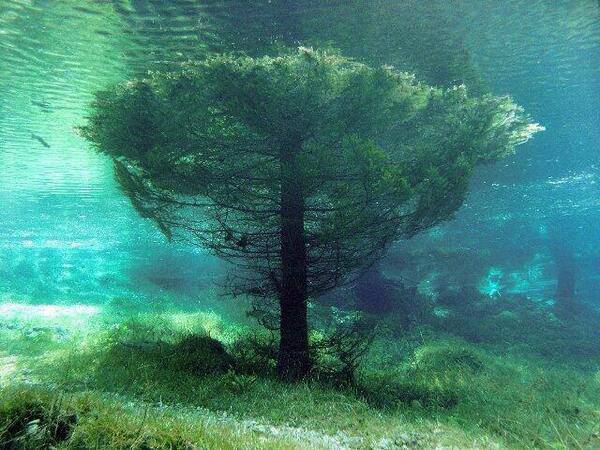 Artistic Land : A beautiful tree underwater in Austria.