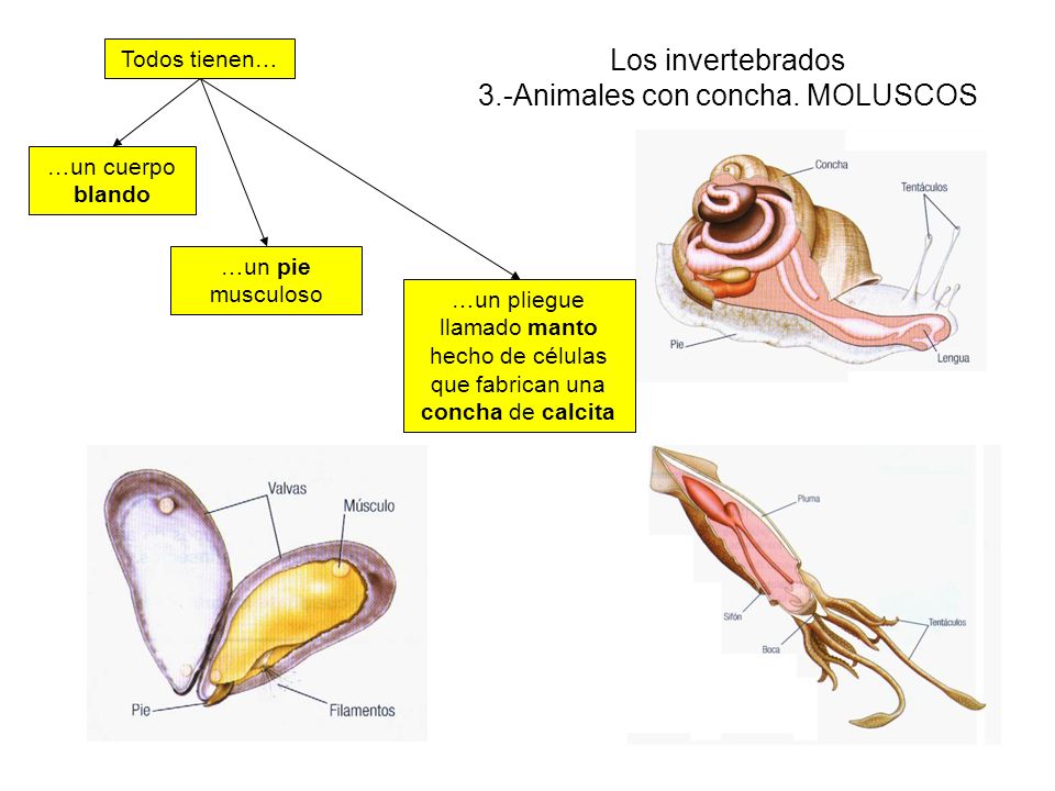 Artes de Pesca MOLUSCOS
