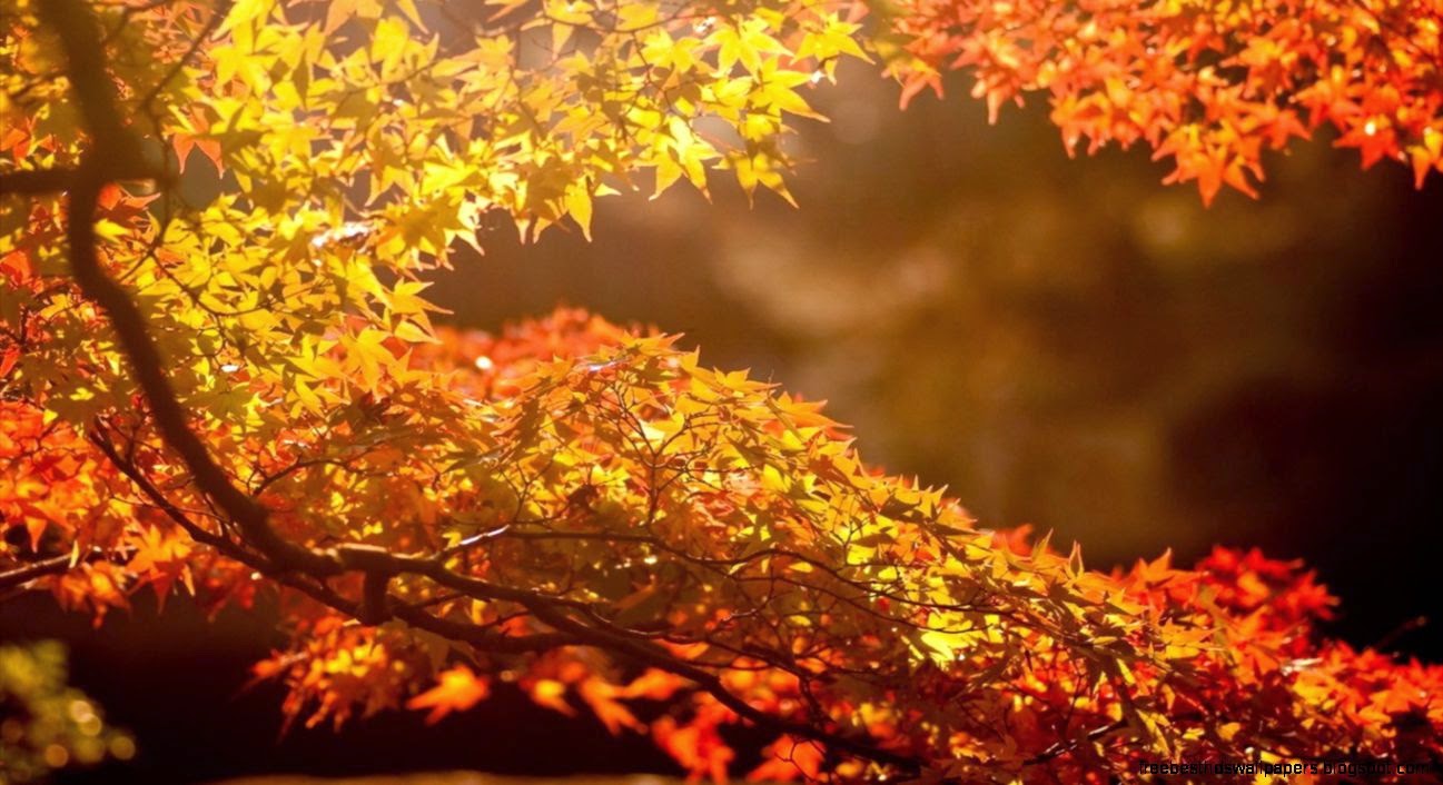 Autumn beautiful computer desktop wallpaper 47871 Autumn Theme Autumn beautiful computer desktop wallpaper 47871 Autumn Theme