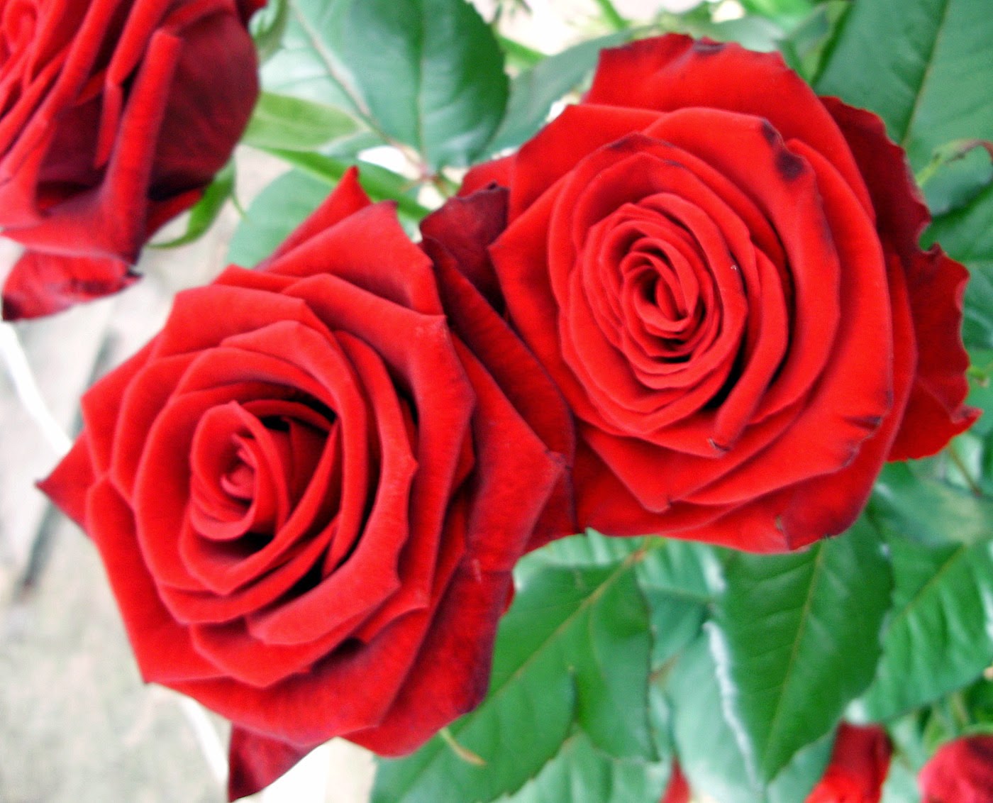 Red Rose Images Free Download Red Rose Images Free Download