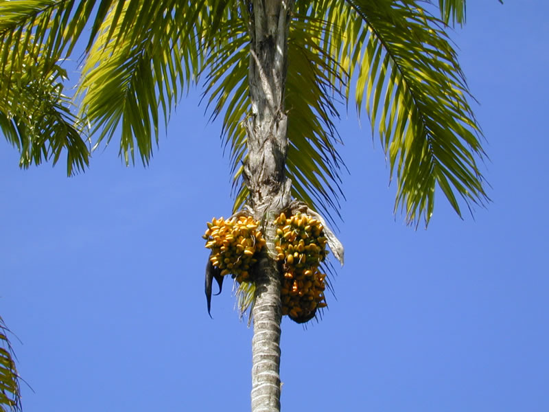 Fruit Warehouse Peach palm ( Bactris gasipaes )