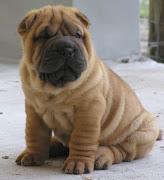 The same gene that causes the characteristic wrinkles of Shar-Pei dogs also . shar pei dogs have high incidence of familial shar pei fever www