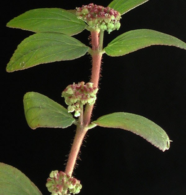 10 Steps on How To Make the Tawatawa Tea Against Dengue Fever