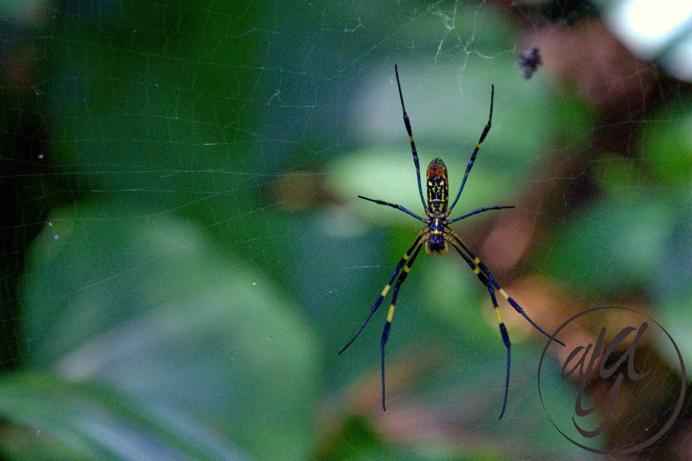 ODKLOPI South Korean spiders