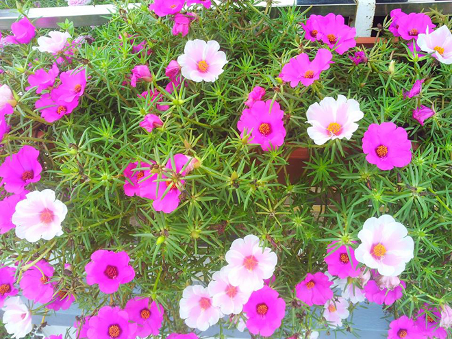 [Image: ngoi-nha-no-hoa-muoi-gio-dep-10.jpg]