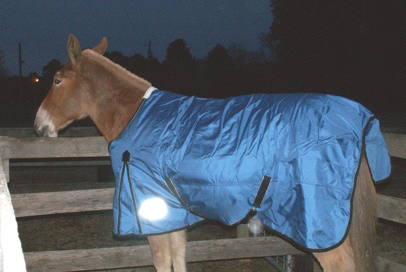 St.Clair Red Mule Farm Mule & Donkey Adventures New Blankets for the